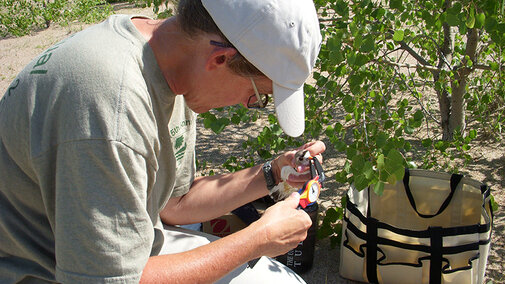 Mary Bomberger Brown measuring a Piping Plover