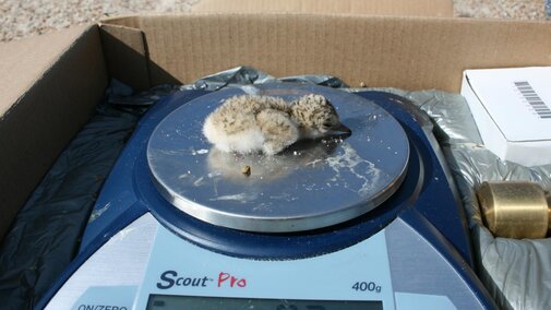 1-day-old Least Tern chick being weighed