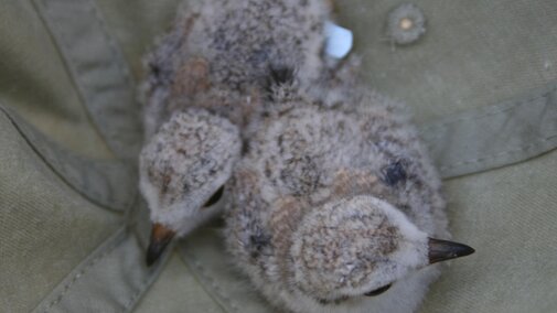 Two 20-day-old plover chicks ready to be released