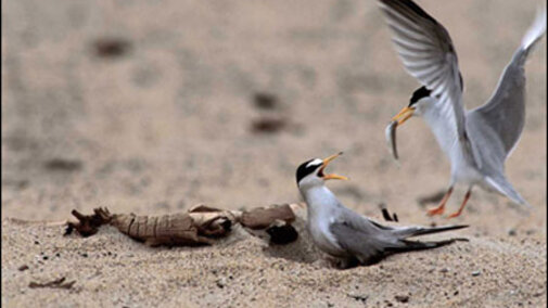 Interior Least Terns sharing a fish