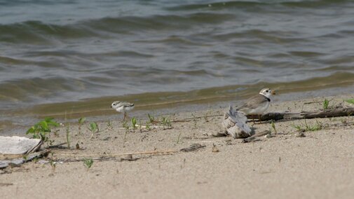10-day-old plover chick with adult piping plover