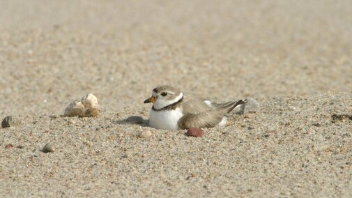 Adult pipping plover incubating eggs