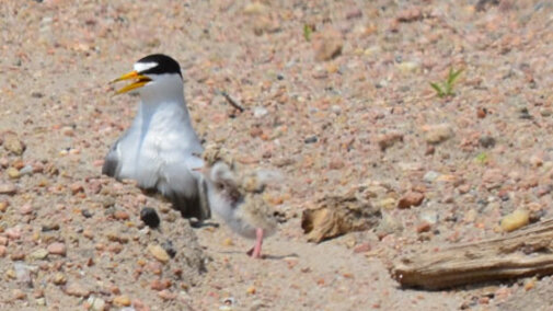 Interior Least Tern and Chick