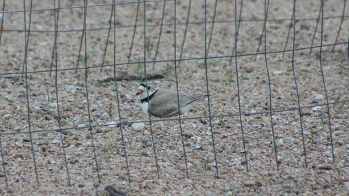 Adult plover on nest in the protective exclosure
