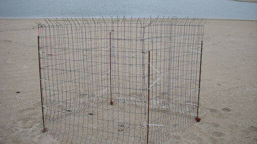 Wire exclosure around a Piping Plover nest to protect it from predators
