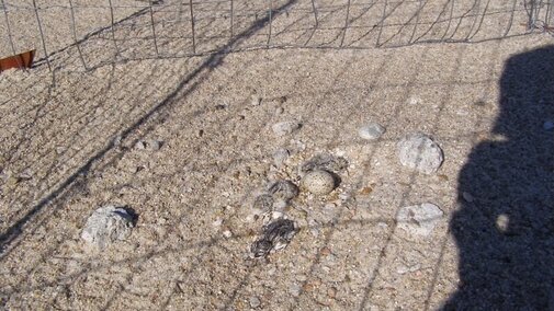 Plover chicks protected by the metal exclosure