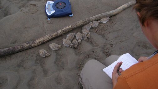 Banding a weighing 10 to 12 day old tern chicks on the river