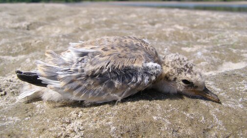 12-day-old tern chick on a river sandbar