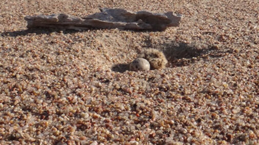 Interior Least Tern nest with chick and egg