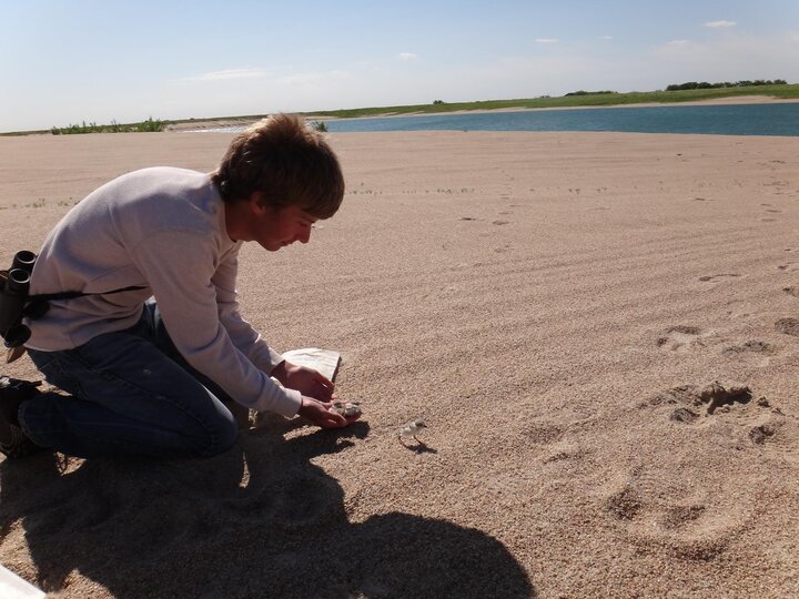 Ian Hoppe releasing to banded plover chicks