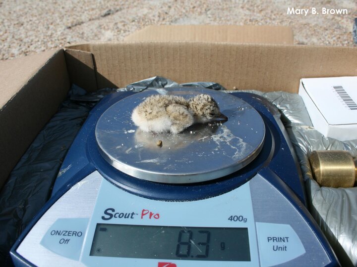 1-day-old Least Tern chick being weighed