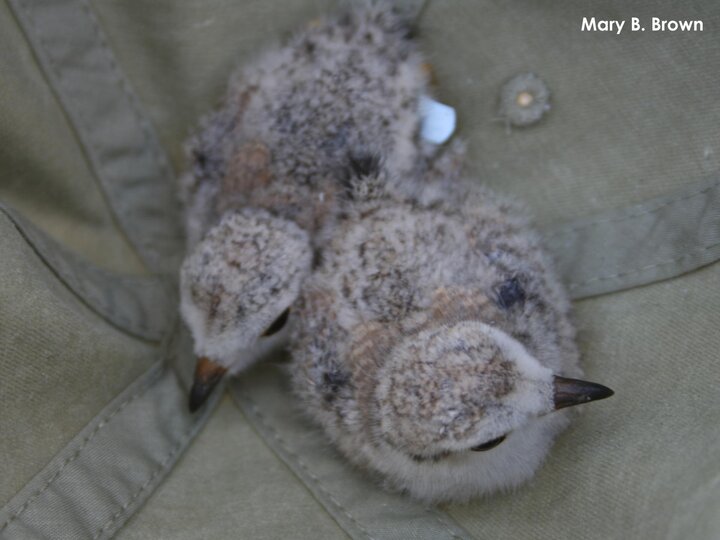 Two 20-day-old plover chicks ready to be released