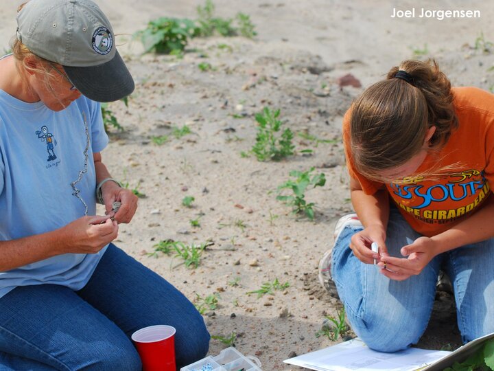Mary Bomberger Brown and Lauren Dinan banding a plover chick