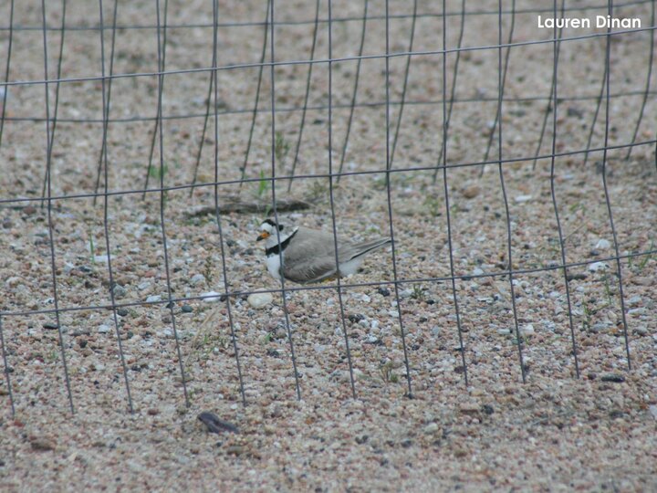 Adult plover on nest in the protective exclosure
