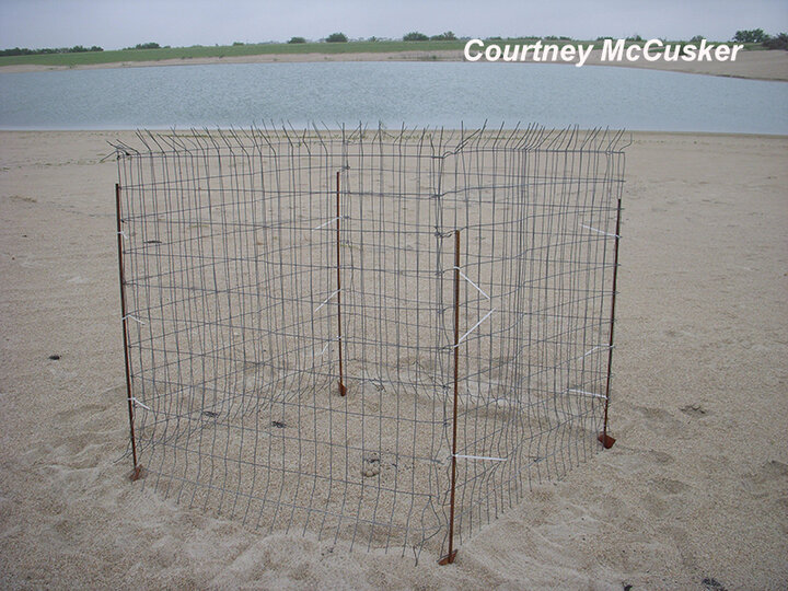 Wire exclosure around a Piping Plover nest to protect it from predators