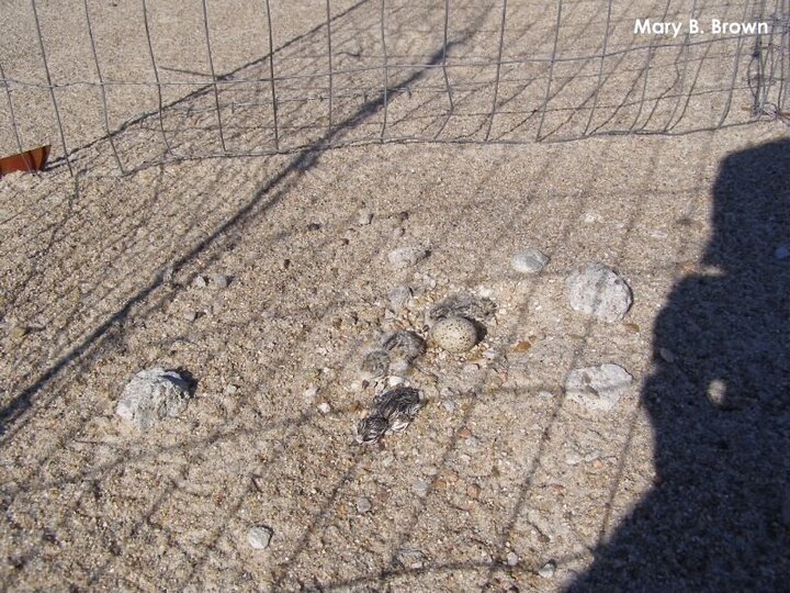 Plover chicks protected by the metal exclosure