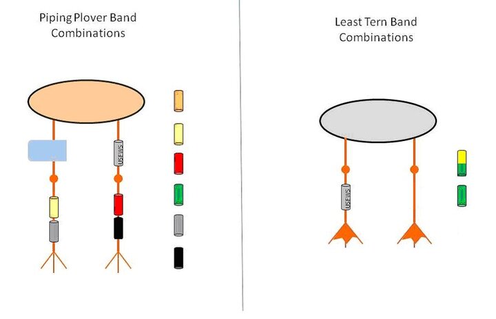 Banding Patterns