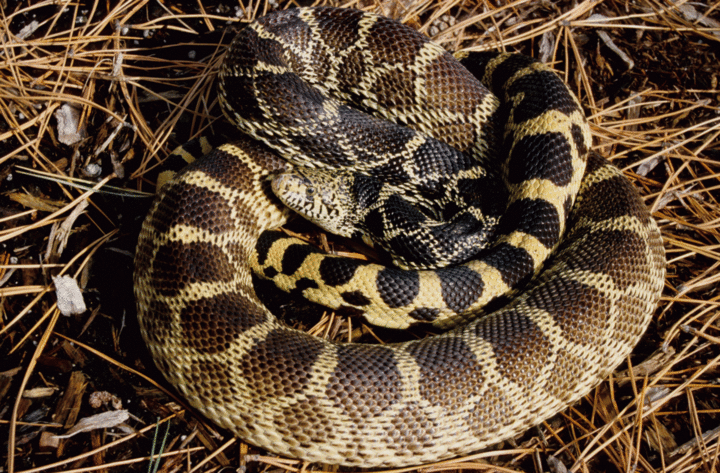 Bull Snake