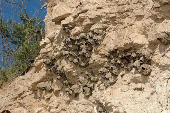 Cliff Swallow Colony