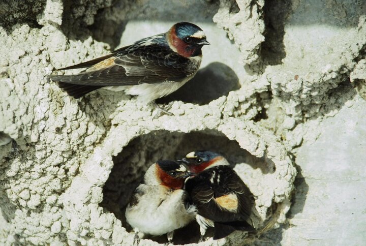 Pair of cliff swallows and lone one above