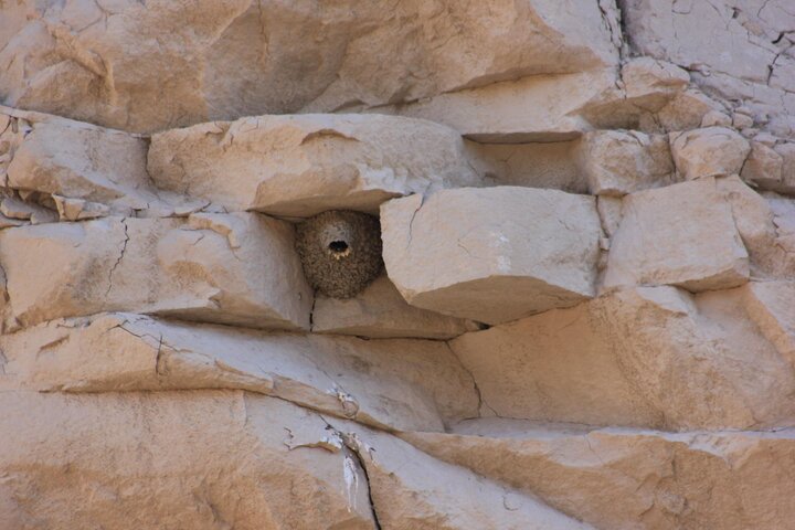 Cliff Swallow nest