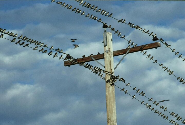 Cliff swallows on telephone wires