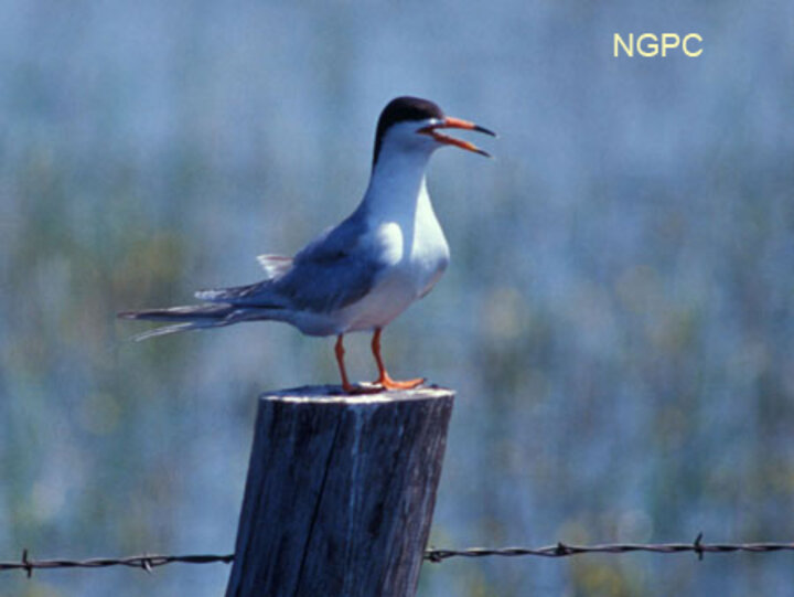 Forester's Tern