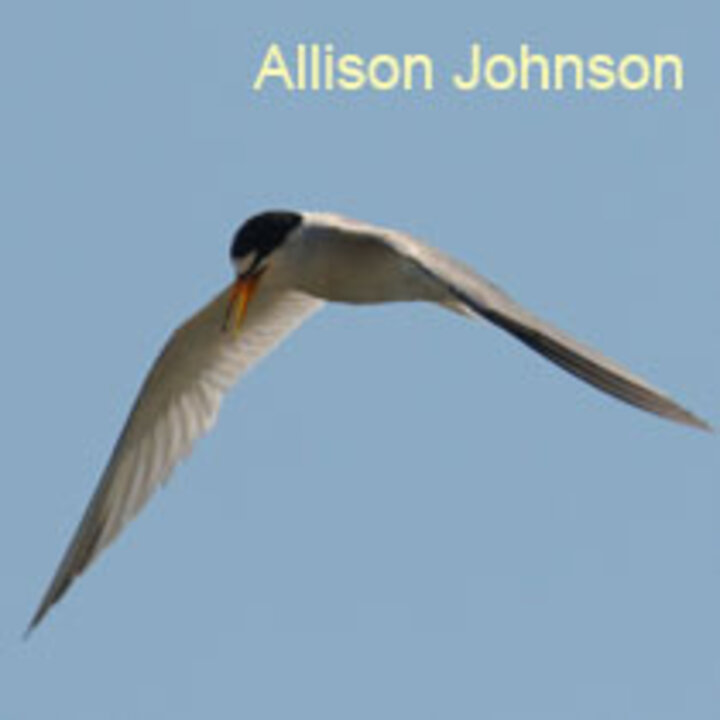 Interior Least Tern in flight