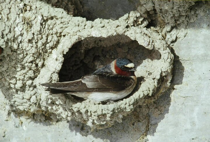 Lone cliff swallow