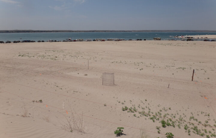 Nest exclosure on Lake McConaughy beach