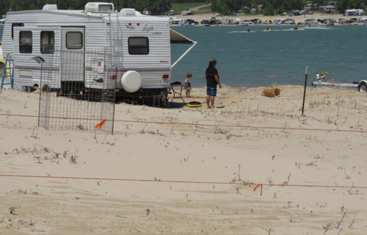 Nesting plover on the beach 