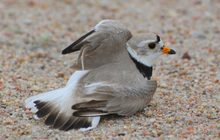 Piping Plover Adult