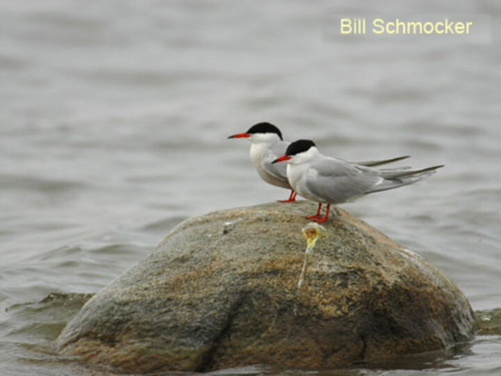 Common Tern