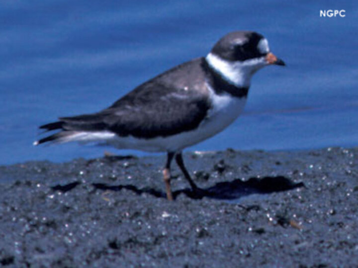 Semipalmated Plover