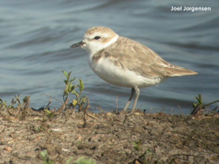 Snowy Plover